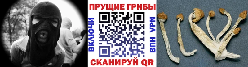 сколько стоит Сертолово Псилоцибиновые грибы GOLDEN TEACHER