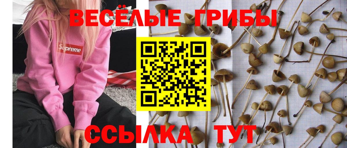 Сертолово  Галлюциногенные грибы Cubensis  цена наркотик  Вход с VPN 
