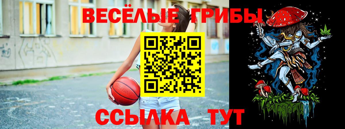 Псилоцибиновые грибы Psilocybine cubensis  Сертолово  Псилоцибиновые грибы Psilocybe 